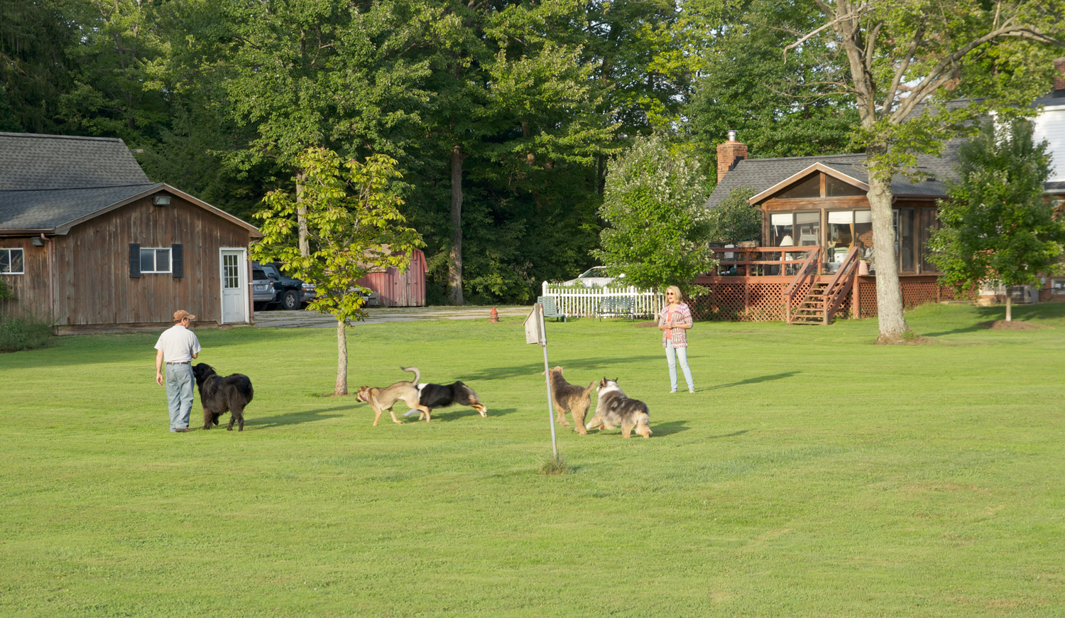 Dog Boarding Outside Play